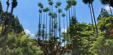 Mit der Daisugi-Technik behandelte Zeder in Kityama im Wald vor blauem Himmel